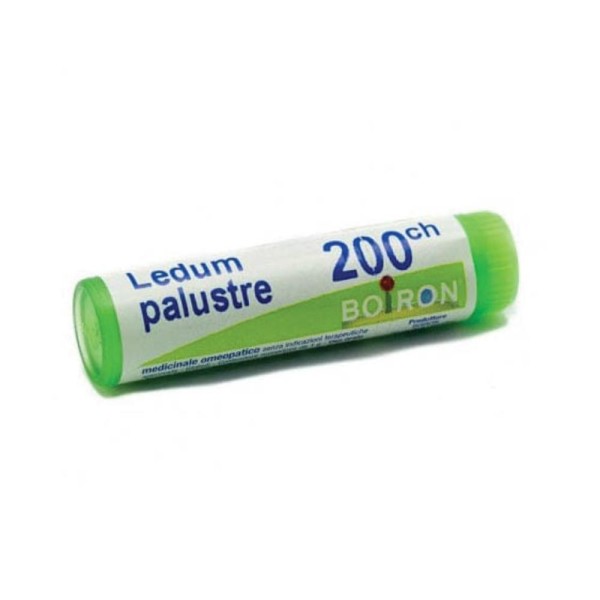 LEDUM PALUSTRE 200CH GL